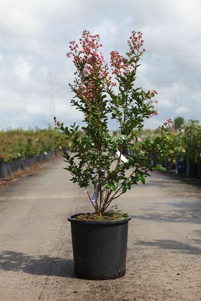 Picture of LAGERSTROEMIA INDICA CAMAIEU D'ÉTÉ 