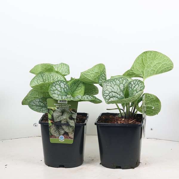 Picture of BRUNNERA MACROPHYLLA JACK OF DIAMONDS