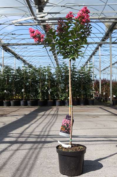 Picture of LAGERSTROEMIA INDICA CORAL MAGIC