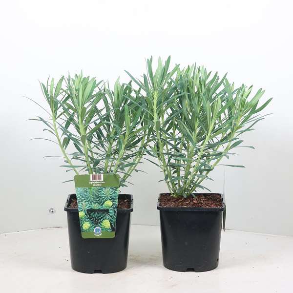 Picture of EUPHORBIA CHARACIAS WULFENII
