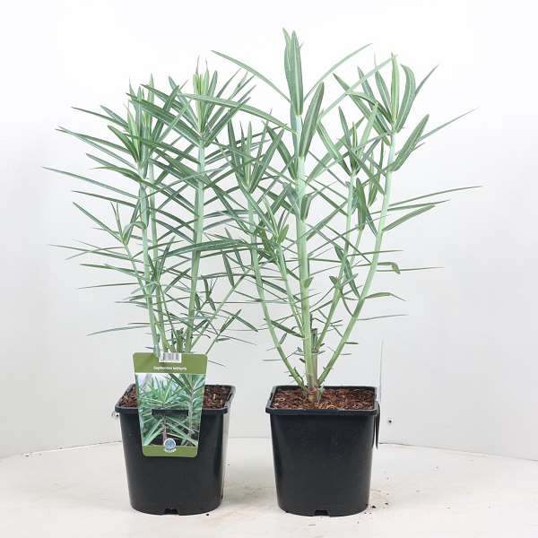 Picture of EUPHORBIA LATHYRIS