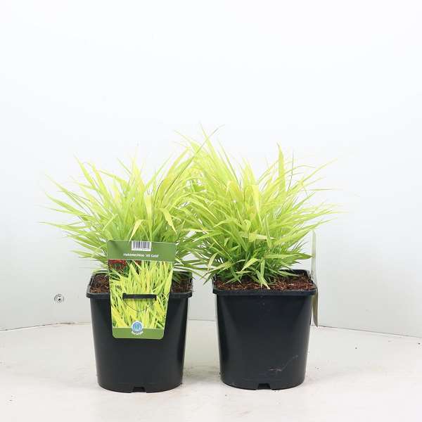 Picture of HAKONECHLOA MACRA ALL GOLD
