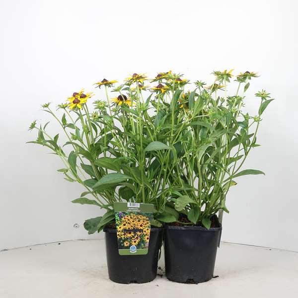 Picture of Rudbeckia fulgida little goldstar