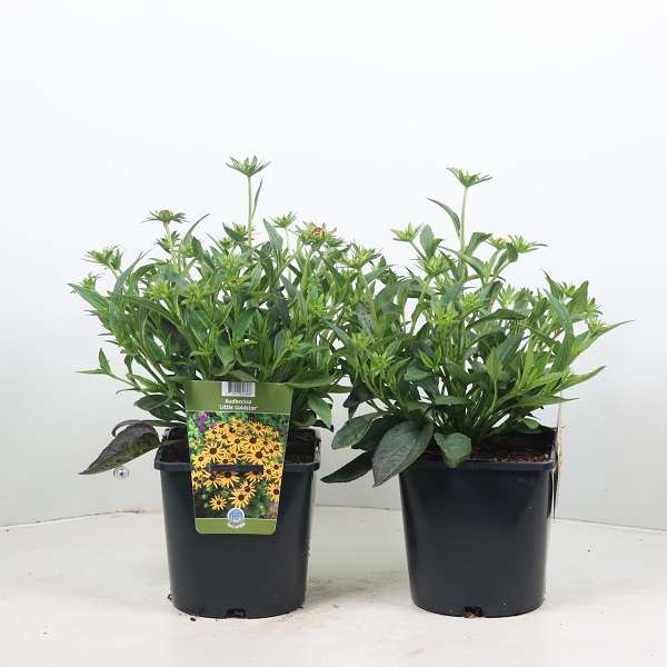 Picture of RUDBECKIA FULGIDA LITTLE GOLDSTAR
