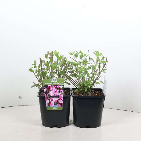 Picture of Salvia greggii joy