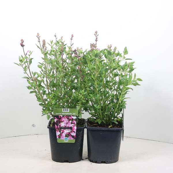 Picture of SALVIA GREGGII JOY