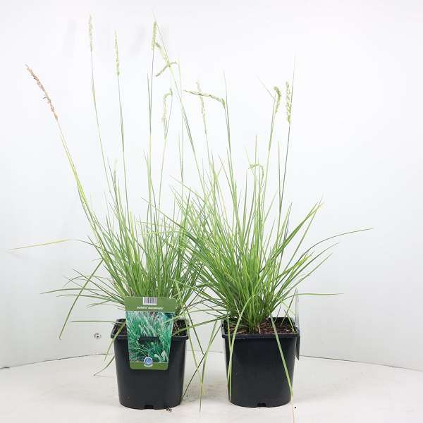 Picture of SESLERIA AUTUMNALIS