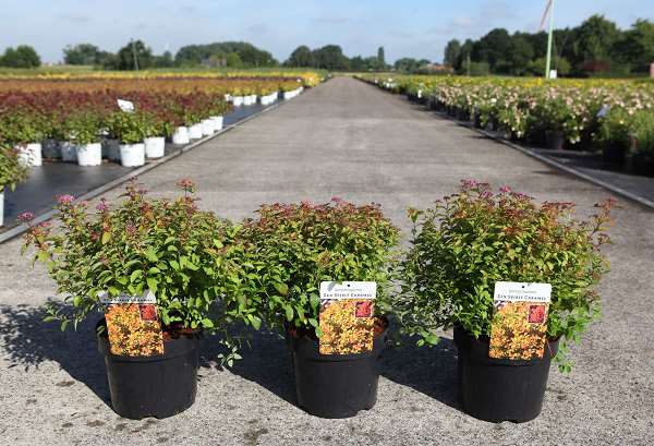 Picture of Spiraea japonica zen'spirit caramel