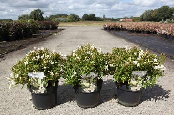 Picture of Weigela florida picobella® bianco