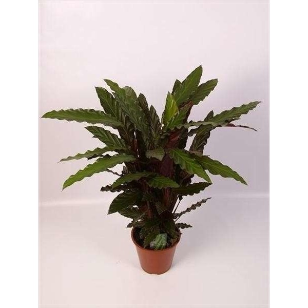 Picture of CALATHEA RUFIBARBA