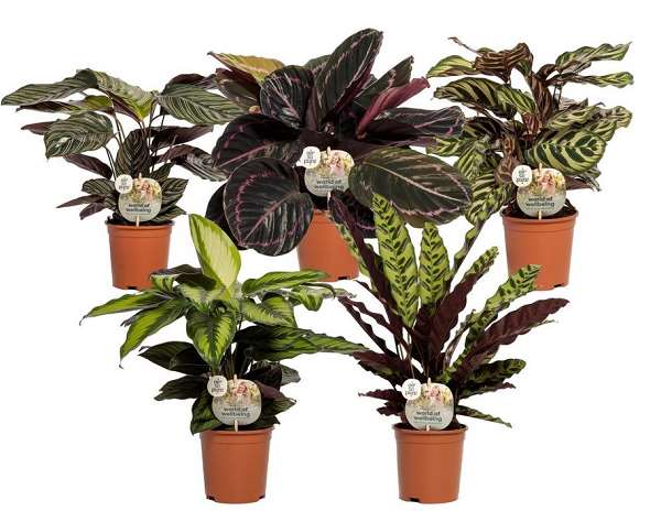 Picture of CALATHEA MIX