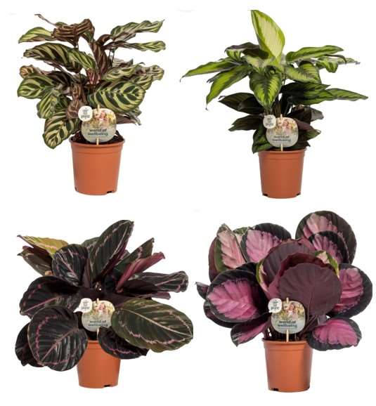 Picture of Calathea mix