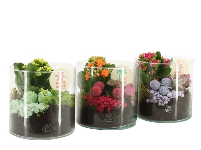 Picture of ARRANGEMENT COLOR CIRCUS 02PP