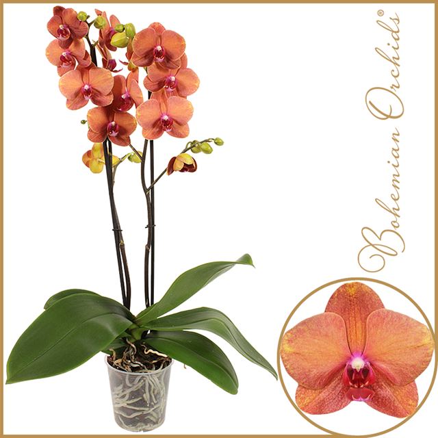 Picture of PHALAENOPSIS 02-STEM SURF SONG