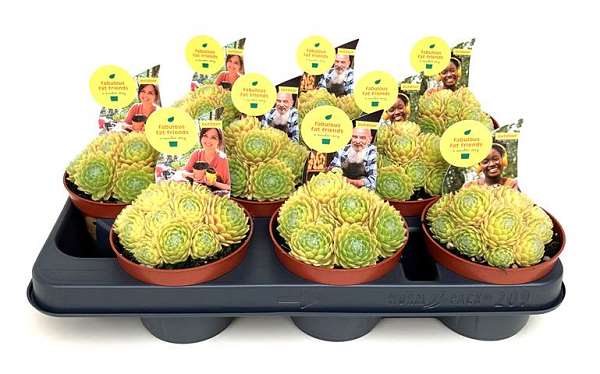 Picture of SEMPERVIVUM LEMON FLARE