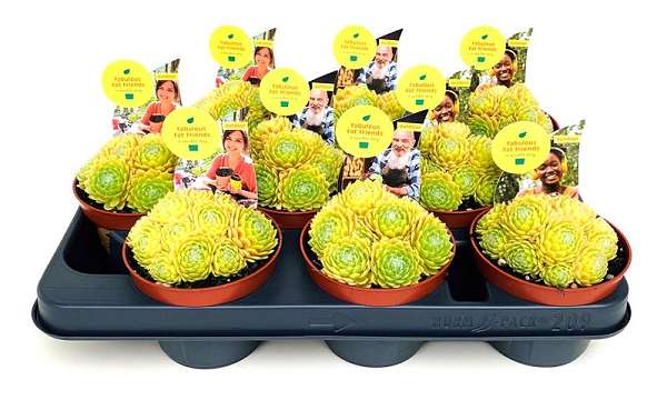 Picture of Sempervivum lemon flare