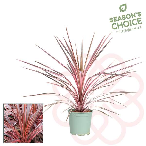 Picture of CORDYLINE AUSTRALIS SOUTHERN SPLENDOUR