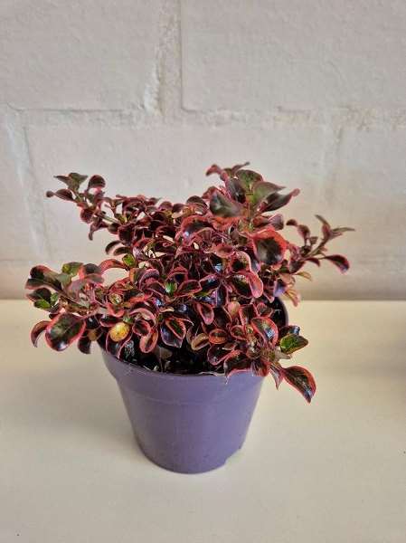 Picture of COPROSMA RED RUBY
