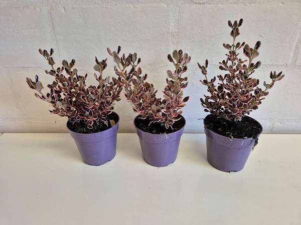 Picture of Coprosma repens eclipse