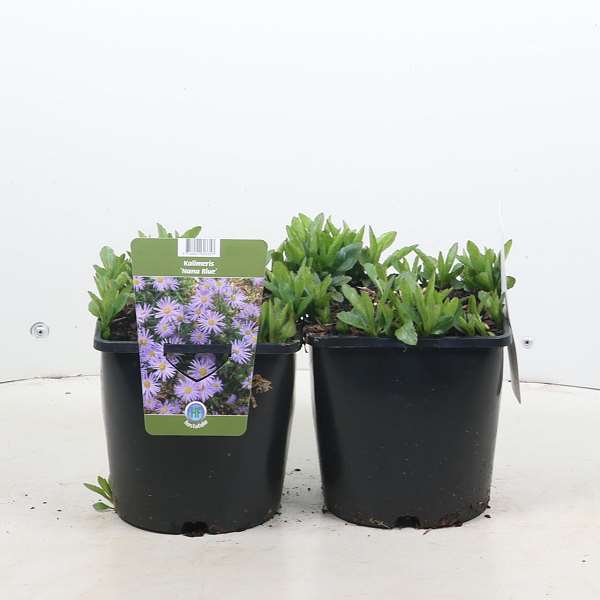 Picture of Kalimeris incisa nana blue