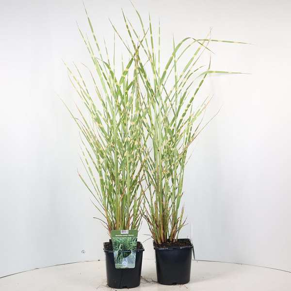 Picture of MISCANTHUS SINENSIS ZEBRINUS