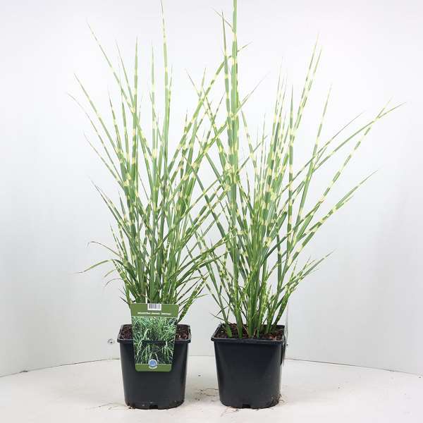 Picture of MISCANTHUS SINENSIS ZEBRINUS