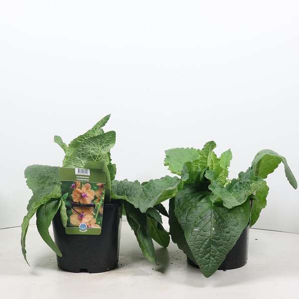 Picture of VERBASCUM CLEMENTINE