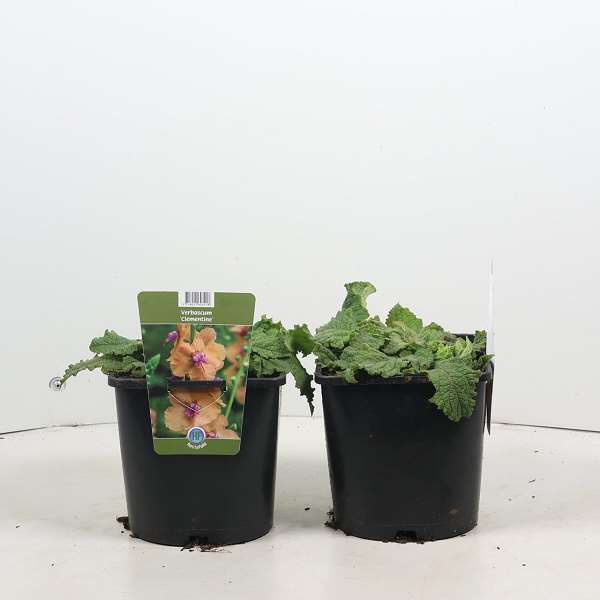 Picture of Verbascum clementine