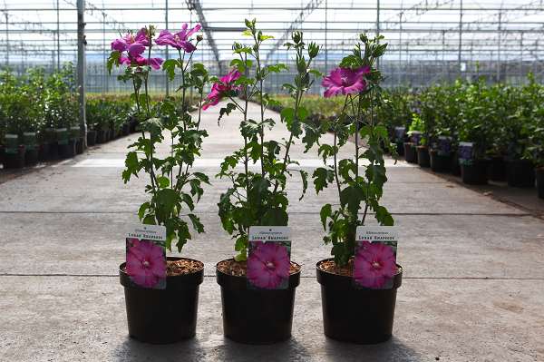 Picture of HIBISCUS SYRIACUS LUNAR RHAPSODY
