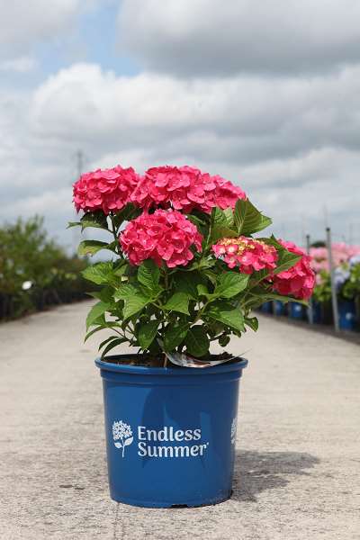 Picture of HYDRANGEA MACROPHYLLA ENDLESS SUMMER® SUMMER LOVE®