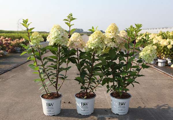 Picture of HYDRANGEA PANICULATA LIMELIGHT PRIME