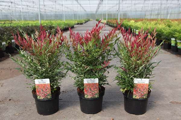 Picture of NANDINA DOMESTICA RED LIGHT