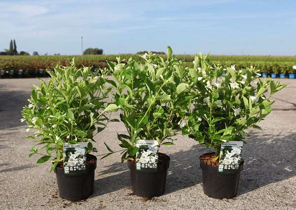 Picture of Weigela bristol snowflake