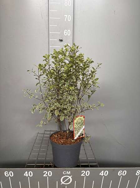 Picture of PITTOSPORUM TEN. ELIZABETH