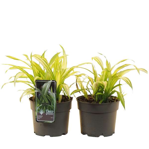 Picture of CAREX SIDEROSTICTA SHIRO