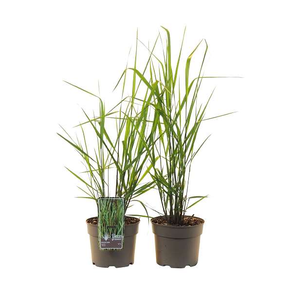 Picture of PANICUM VIRGATUM WARRIOR