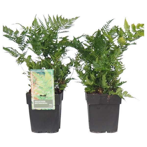 Picture of DRYOPTERIS ERYTHROSORA