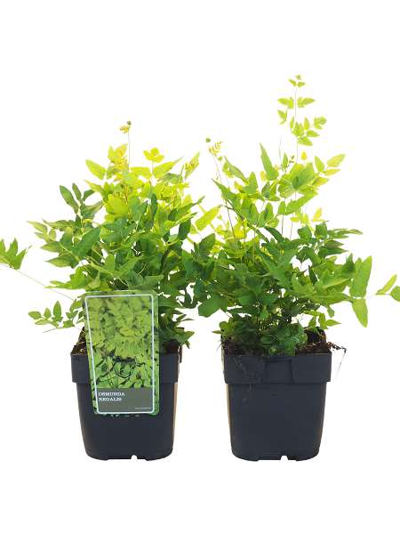 Picture of OSMUNDA REGALIS