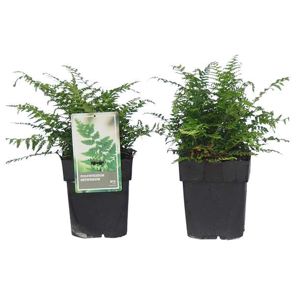 Picture of POLYSTICHUM SETIFERUM