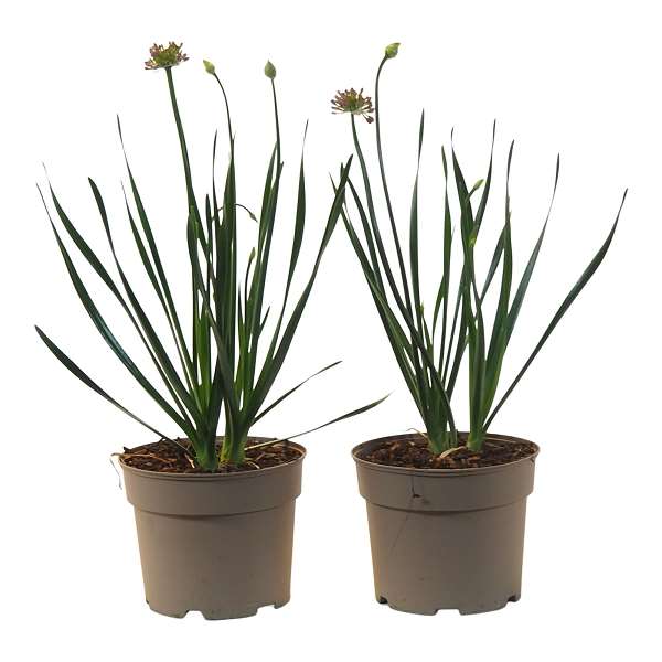 Picture of Allium millenium
