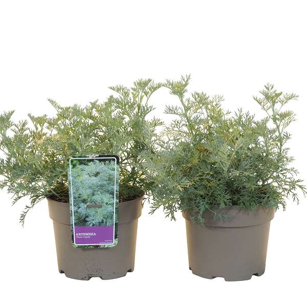 Picture of ARTEMISIA ARBORESCENS POWIS CASTLE