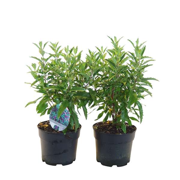Picture of CARYOPTERIS CLANDONENSIS GRAND BLUE