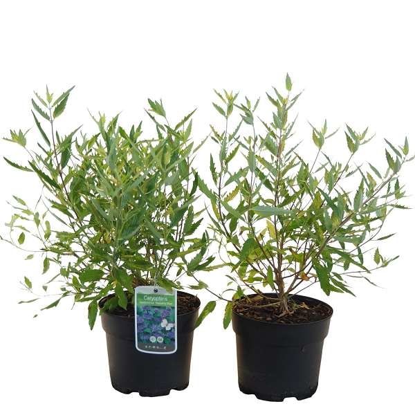 Picture of CARYOPTERIS CLANDONENSIS HEAVENLY BLUE