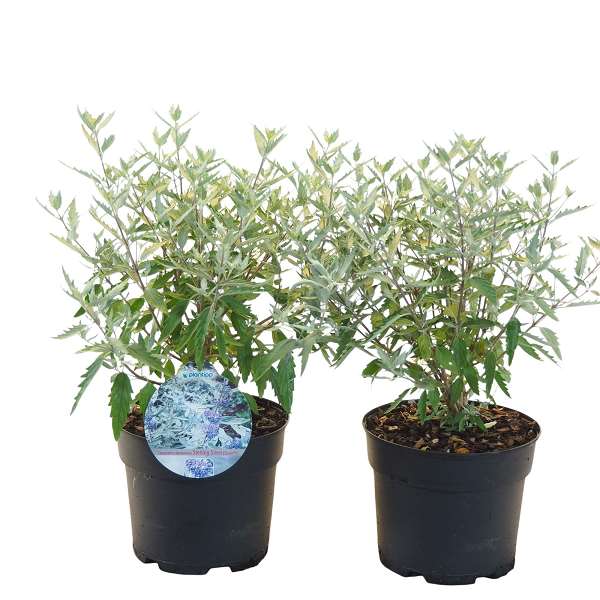Picture of CARYOPTERIS CLANDONENSIS STERLING SILVER