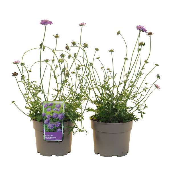 Picture of SCABIOSA COLUMBARIA BUTTERFLY BLUE