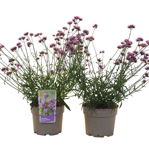 Picture of VERBENA BONARIENSIS LOLLIPOP