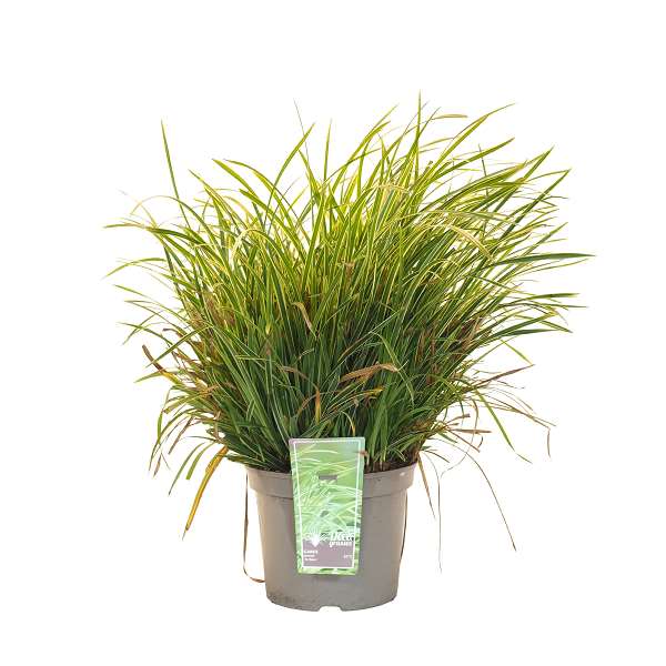 Picture of CAREX MORROWII ICE DANCE
