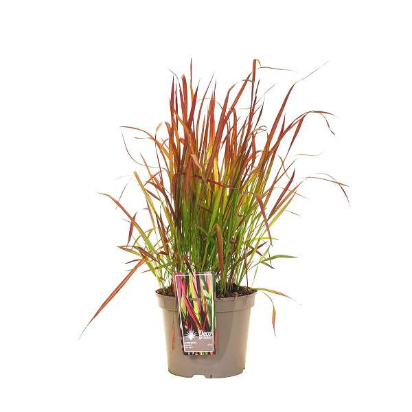 Picture of IMPERATA CYLINDRICA RED BARON