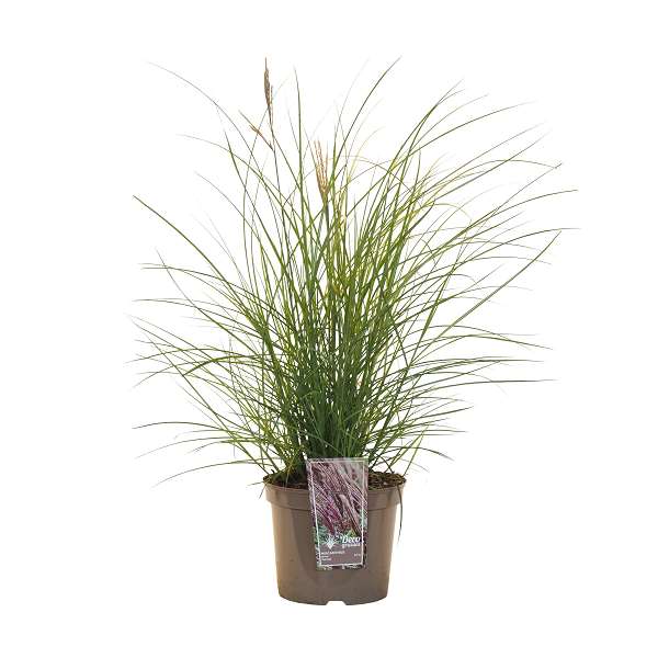 Picture of MISCANTHUS SINENSIS RED CHIEF