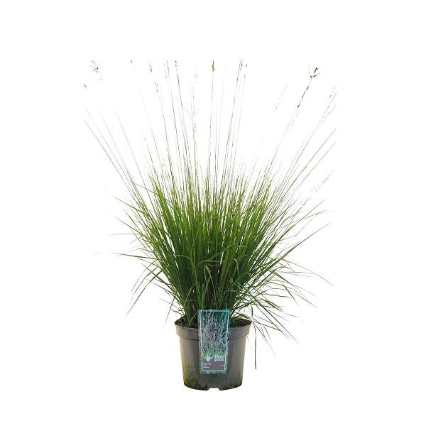 Picture of MOLINIA CAERULEA HEIDEBRAUT